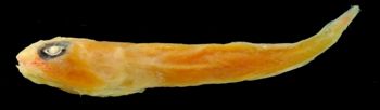 Media type: image;   Ichthyology 32153 Aspect: lateral